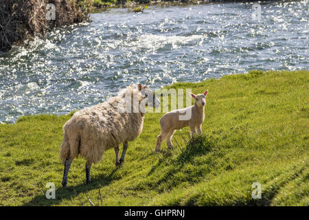 Schaf und Lamm am Ufer des schnell fließenden Fluss Stockfoto