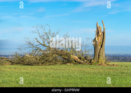 Alten faulen Baum mitten auf einem Feld im Winter Sturm gefällt Stockfoto