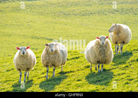 Vier Ewe-Schaf stehend beleuchtet gerichtete Kamera, wieder an einem sonnigen Tag Stockfoto