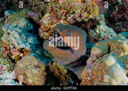 Gymnothorax Javanicus, Riesen-Muräne, Morayeel, Rotes Meer, Ägypten, Afrika Stockfoto