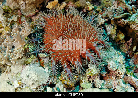 Acanthaster Planci, Dornenkronen-Seestern, Seestern, Rotes Meer, Ägypten, Afrika Stockfoto