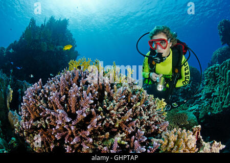 Acropora SP., Stein Korallenriff und Scuba Diver, Zabargad Riff, El Gubal, Rotes Meer, Ägypten, Afrika Stockfoto