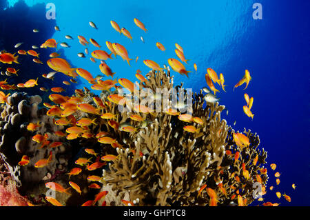 Pseudanthias Squammipinnis, Schule des Meeres Goldie, Welle mit Red Coral Barsch, Zabargad Riff, El Gubal, Rotes Meer, Ägypten Stockfoto