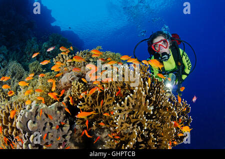 Welle mit School of Red Coral Barsch oder Ea Goldie und Scuba Diver, Zabargad Riff, El Gubal, Rotes Meer, Ägypten Stockfoto