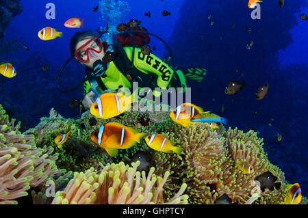 Rote Meer oder zwei gebändert Anemonenfische oder Clownfische und Taucher, Sirnaka Island, Rotes Meer, Ägypten Stockfoto