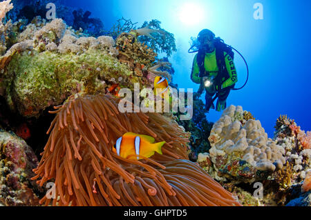 Rote Meer oder zwei gebändert Anemonenfische oder Clownfische und Taucher, Sirnaka Island, Rotes Meer, Ägypten Stockfoto