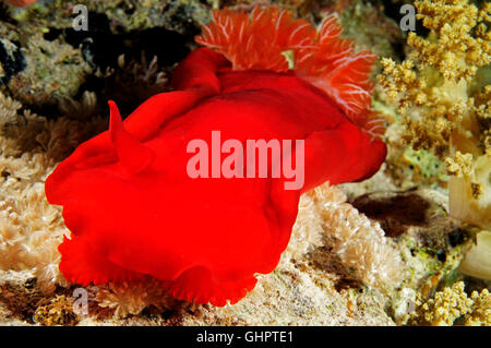 Hexabranchus Sanguineus, spanische Tänzerin, Sirnaka Island, Rotes Meer, Ägypten, Afrika Stockfoto