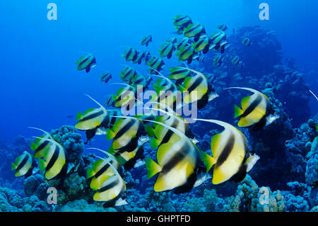 Heniochus Intermedius, Schule des Roten Meeres Bannerfish, Marsa Alam, Rotes Meer, Ägypten, Afrika Stockfoto