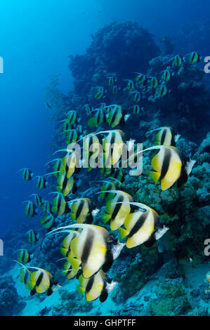 Heniochus Intermedius, Schule des Roten Meeres Bannerfish, Marsa Alam, Rotes Meer, Ägypten, Afrika Stockfoto