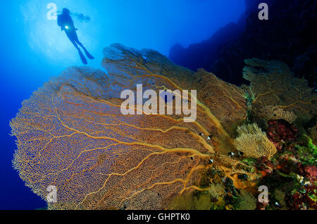 Korallenriff mit riesigen Gorgonien oder Gorgonien und Scuba Diver, Little Brother, Brother Islands, Brüder, Rotes Meer, Ägypten Stockfoto