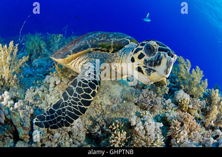 Eretmochelys Imbricata, echte Karettschildkröte in Welle Fütterung Weichkorallen, Brother Islands, BigBrother, Rotes Meer, Ägypten Stockfoto