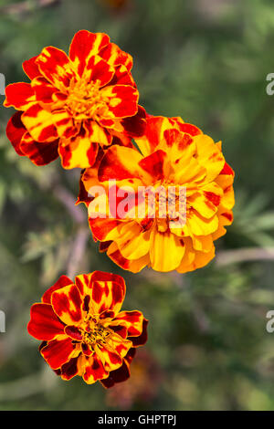 Tagetes (Tagetes Erecta, mexikanische Ringelblume, aztekische Ringelblume, afrikanische Ringelblume) Blumen closeup Stockfoto