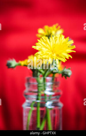 Habichtskraut Blumen in einer Glasvase mit rotem Hintergrund Stockfoto