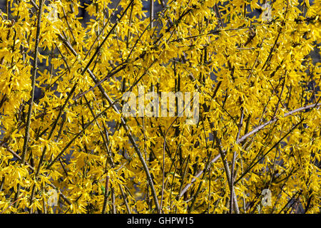 Forsythien oder Forsythien oder Forsitsiya - Gattung von Sträuchern und kleinen Bäumen Oleaceae Familie, schöne blühende gelbe Blumen backgr Stockfoto