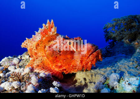 Scorpaenopsis Oxycephala, bärtigen Drachenköpfe, Brother Islands, Brüder, Rotes Meer, Ägypten, Afrika Stockfoto