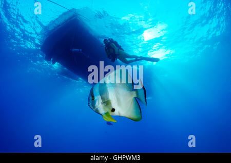 Platax Teira, Longfin Seefledermaus oder Spadefish, Rotes Meer, Ägypten, Afrika Stockfoto