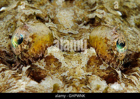 Papilloculiceps Longiceps, Auge mit Schüler aus Tentacled Flathead, Crocodilefische, Thistlegorm, Rotes Meer, Ägypten, Afrika Stockfoto