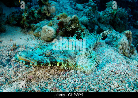 Papilloculiceps Longiceps, Tentacled Flathead, Crocodilefische, Ras Mohammed, Rotes Meer, Ägypten, Afrika Stockfoto