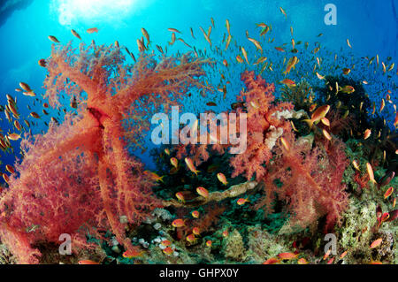 Korallenriff mit Hemprichs rot Struktur Weichkorallen und Orange Basslet oder Meer Goldie, Hurghada, Giftun Island Reef, Rotes Meer, Ägypten Stockfoto