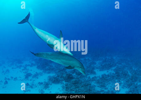 Tursiops Aduncus, indischen Ozean Tümmler, Abu Nuhas, Yellow Reef Fisch, Rotes Meer, Ägypten, Afrika Stockfoto