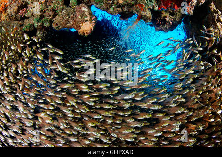 Beginnt Ransonneti, Untiefe von Zwerg-Kehrmaschine, Hurghada, Giftun Island Reef, Rotes Meer, Ägypten, Afrika Stockfoto