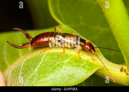 Eine männliche Europäische Ohrwurm (Forficula Auricularia) auf eine Wolfsmilch Pflanzenblattes. Stockfoto