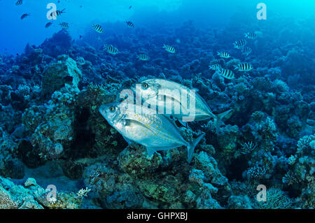 Carangoides Bajad Caranx Bajad, Orangespotted Trevally, Giftun Island Reef, Hurghada, Rotes Meer, Ägypten, Afrika Stockfoto