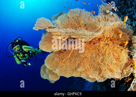 Korallenriff mit riesigen Gorgonien oder Gorgonien und Scuba Diver, Hurghada, Giftun Island Reef, Rotes Meer, Ägypten Stockfoto