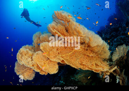 Korallenriff mit riesigen Gorgonien oder Gorgonien und Scuba Diver, Hurghada, Giftun Island Reef, Rotes Meer, Ägypten Stockfoto