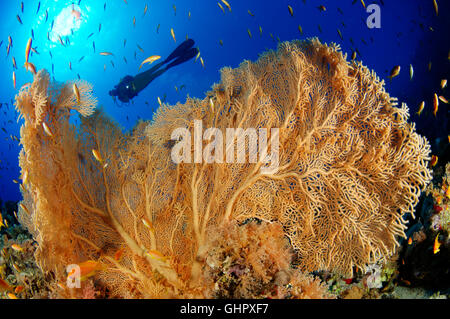 Korallenriff mit riesigen Gorgonien oder Gorgonien und Scuba Diver, Hurghada, Giftun Island Reef, Rotes Meer, Ägypten Stockfoto