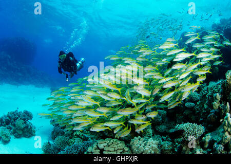 Mulloidichthys guentheri Mulloides guentheri, Yellowfin Goatfish, Hurghada, Rotes Meer, Ägypten, Afrika Stockfoto