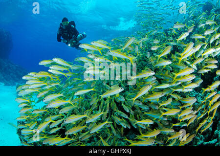 Mulloidichthys guentheri Mulloides guentheri, Yellowfin Goatfish, Hurghada, Rotes Meer, Ägypten, Afrika Stockfoto