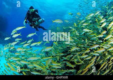 Mulloidichthys guentheri Mulloides guentheri, Yellowfin Goatfish, Hurghada, Rotes Meer, Ägypten, Afrika Stockfoto