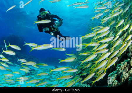 Mulloidichthys guentheri Mulloides guentheri, Yellowfin Goatfish, Hurghada, Rotes Meer, Ägypten, Afrika Stockfoto