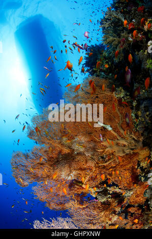 Welle und riesige Gorgonien mit Anthias und Silhouette von Dive Boot auf Elphinestone Reef, Elphinestone Reef, Rotes Meer, Ägypten Stockfoto