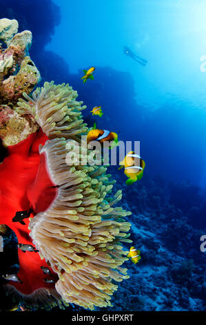 Amphiprion Bicinctus + Heteractis Magnifica, roten Meer Anemonenfische oder Clownfische und Scuba Diver, Abu Fandera, Rotes Meer, Ägypten Stockfoto