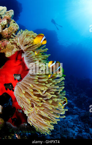 Amphiprion Bicinctus + Heteractis Magnifica, roten Meer Anemonenfische oder Clownfische und Scuba Diver, Abu Fandera, Rotes Meer, Ägypten Stockfoto