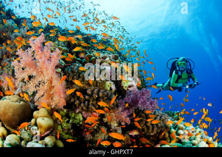 Pseudanthias Squammipinnis, Meer Goldie, Welle mit School of Red Coral Barsch und Scuba Diver, Abu Fandera, Rotes Meer, Ägypten Stockfoto