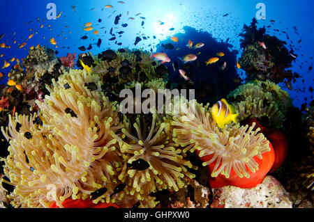 Korallenriff mit herrlichen Seeanemone, roten Meer Anemonenfische, Abu Fandera, Rotes Meer, Ägypten Stockfoto