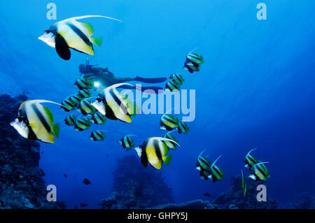 Heniochus Intermedius, Schule des Roten Meeres Bannerfish und Scuba Diver, St. Johns Reef, Rotes Meer, Ägypten, Afrika Stockfoto