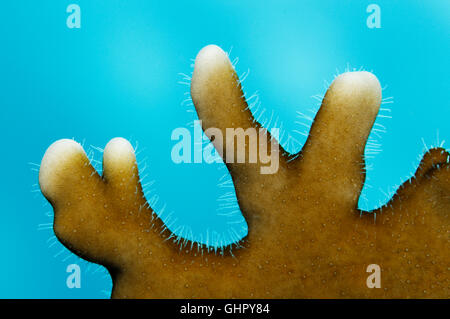 Millepora Dichotoma, Detail aus net Feuer Korallen, Paradise Reef, Rotes Meer, Ägypten, Afrika Stockfoto