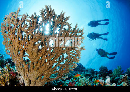 Acropora SP., Stein Korallen Riff und Scuba Diver, Paradise Reef, Rotes Meer, Ägypten, Afrika Stockfoto