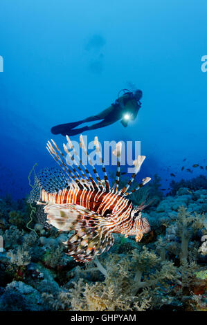 Pterois Miles, Teufel Firefish oder gemeinsame Feuerfische und Scuba Diver, Elphinestone Reef, Rotes Meer, Ägypten, Afrika Stockfoto