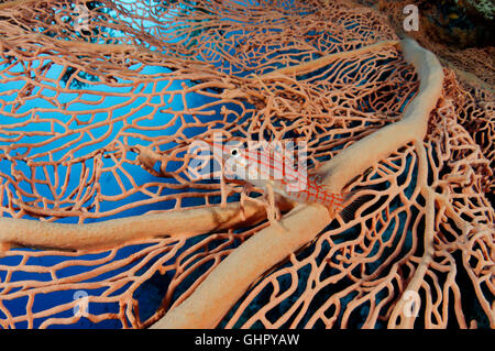 Oxycirrhites Typus, Longnose Hawkfish in Gorgonien, Elphinestone Reef, Rotes Meer, Ägypten, Afrika Stockfoto