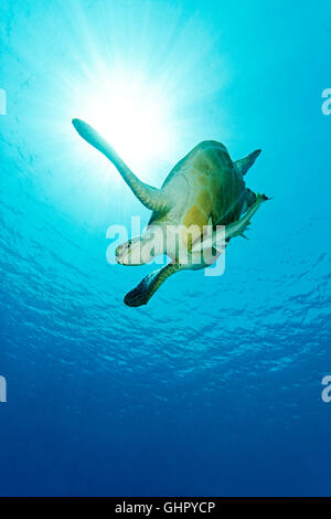 Green Sea Turtle, Chelonia Mydas und Echeneis Naucrates und schlanker Suckerfish, Marsa Mubarak, Rotes Meer, Ägypten, Afrika Stockfoto