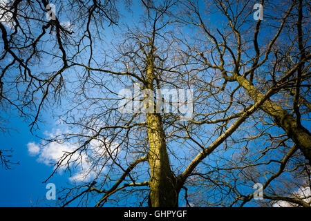 Äste eines Baumes ohne Blätter auf einem Hintergrund des blauen Himmels Stockfoto