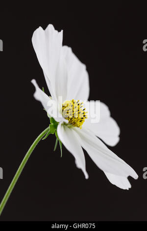 Seitenansicht des weißen Kosmos Sonnata Blume schließen vor schwarzem Hintergrund Stockfoto