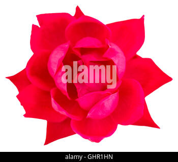 Nahaufnahme der Fuchsia Rot Garten Rose, auf weissem isoliert. Stockfoto