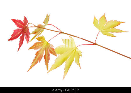 Frischen Frühling Acer Palmatum verlässt isoliert gegen weiß Stockfoto