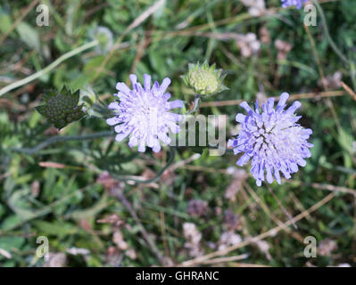 Bereich Scabius, Knautia Arvensis, wächst im alten Steinbruch-Naturschutzgebiet Marsden, Tyne and Wear, England, UK Stockfoto